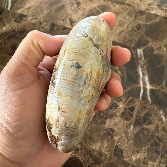 Fossil Ammonite🐌 - Picture 7 of 14